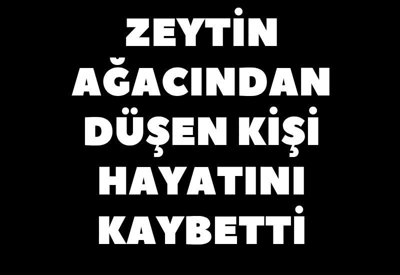 Zeytin ağacından düşen kişi hayatını kaybetti