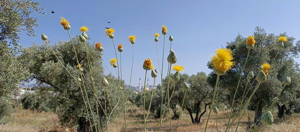 Aydın’ın simgesi tehlikede: EKODOSD’tan acil koruma çağrısı