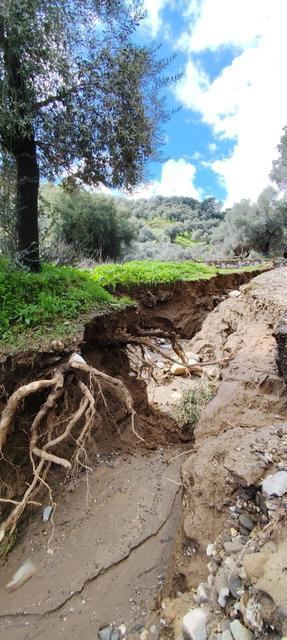 Aydın'da dere suları yön değiştirdi, zeytinlikte ikinci yatak oluştu