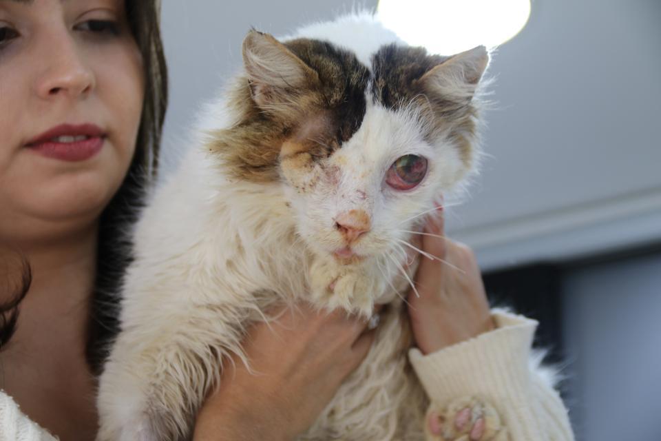 YARALI KEDİ TEK GÖZÜYLE HAYVAN SEVERLER SAYESİNDE HAYATA TUTUNDU