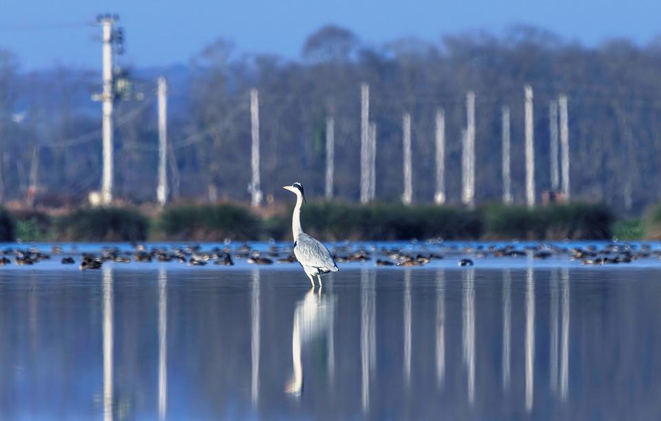 SAVCININ OBJEKTİFİNDEN YABAN HAYATI SAVCININ ÇEKTİĞİ HAYVANLAR ALEMİ VİDEOLARI BELGESELLERİ ARATMIYOR