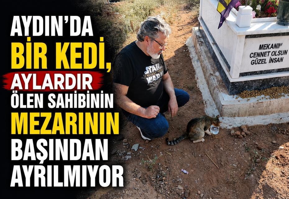 Aydın'da bir kedi, aylardır ölen sahibinin mezarının başından ayrılmıyor