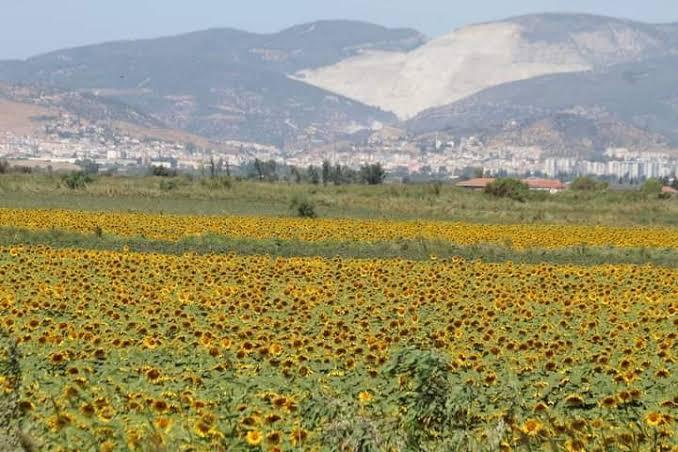 Söke Ovası rengarenk oldu