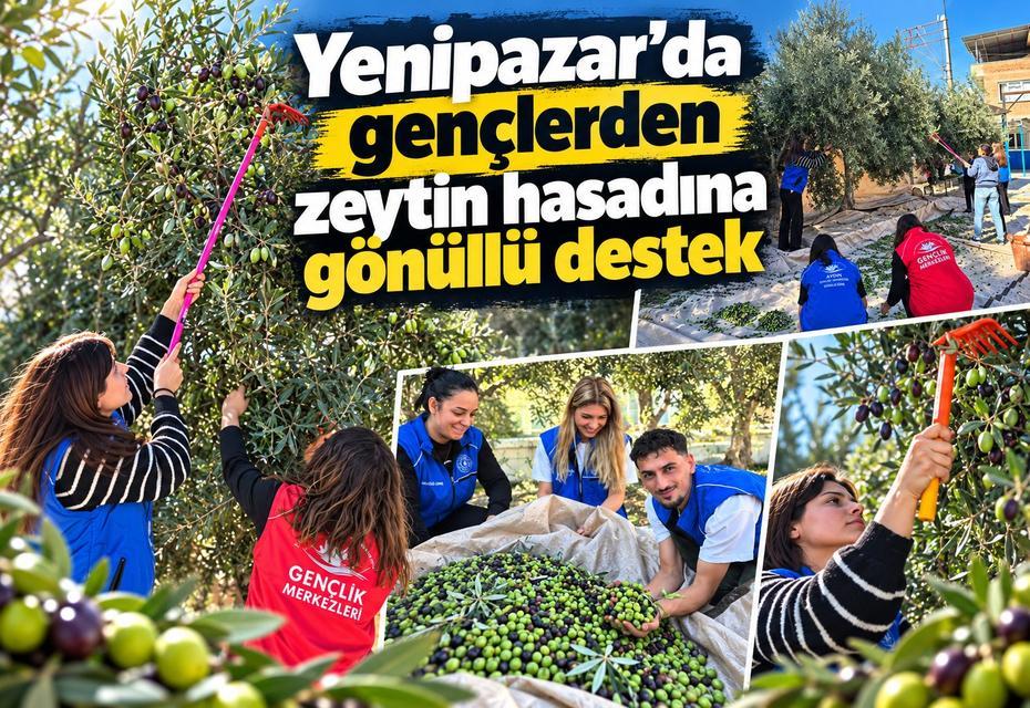 Yenipazar’da gençlerden zeytin hasadına gönüllü destek