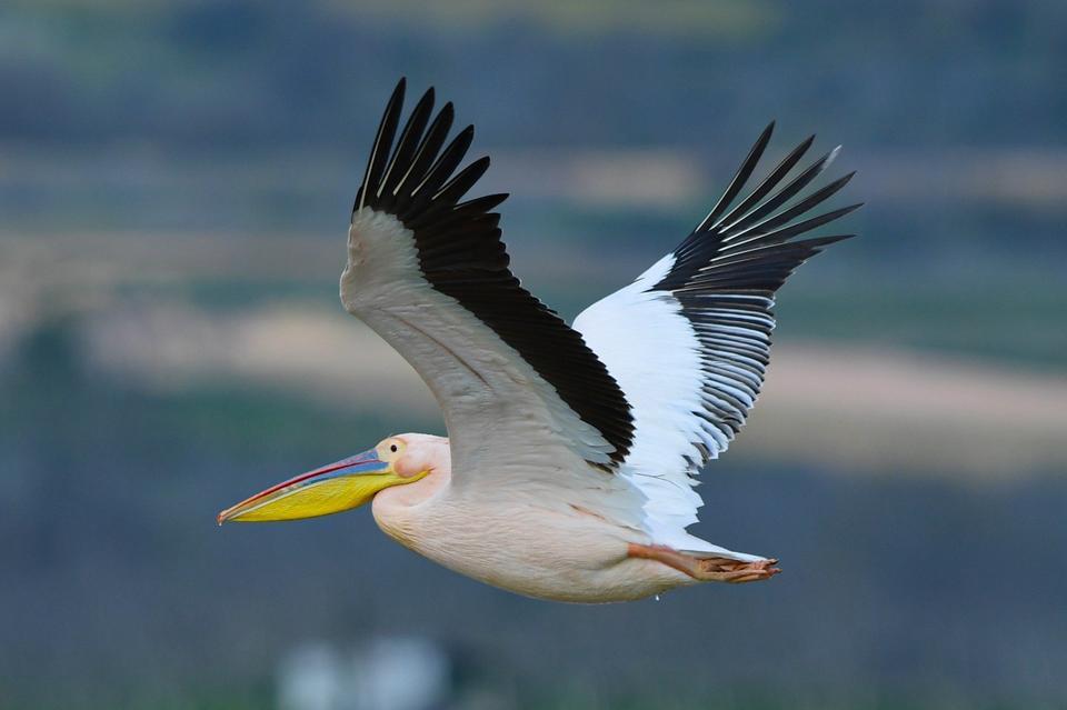GÖÇ YOLUNDAKİ PELİKAN SÜRÜSÜNÜN BURSA MOLASI