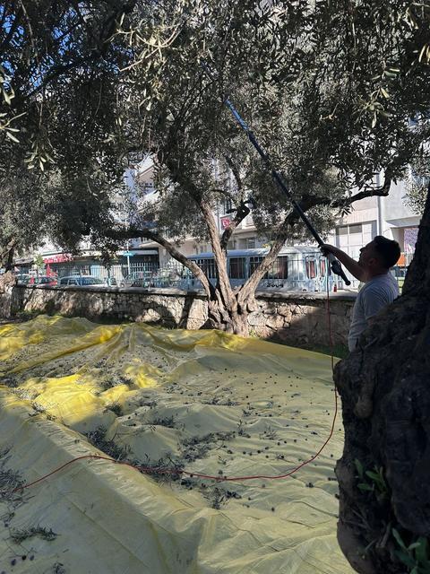 Minikler zeytinin ağaçtan sofraya uzanan serüvenini uygulamalı öğrendi