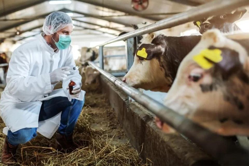 Aydın'da şap hastalığı yayılıyor: 13 mahalle daha karantinaya alındı