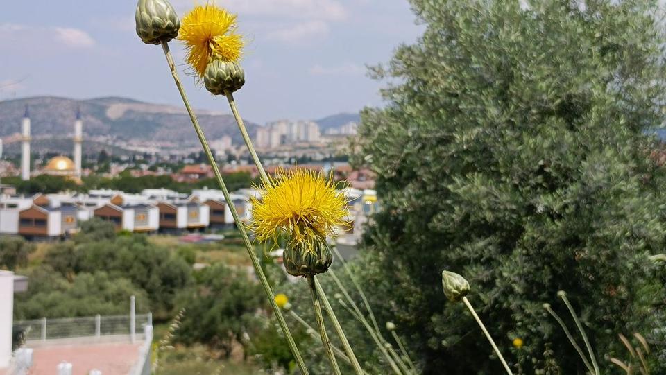 Kuşadası’nın sarı taçlı güzeli boy gösterdi