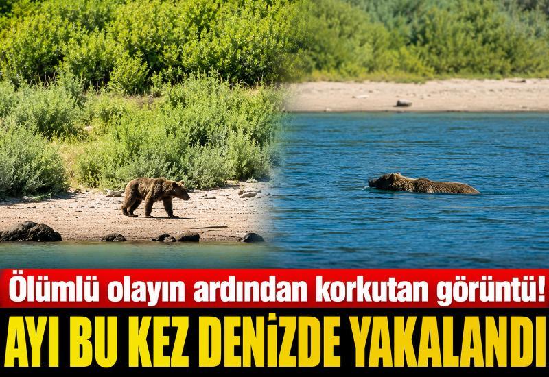Ölümlü olayın ardından korkutan görüntü! Ayı bu kez denizde yakalandı