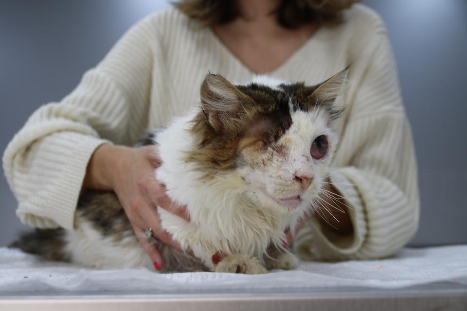 YARALI KEDİ TEK GÖZÜYLE HAYVAN SEVERLER SAYESİNDE HAYATA TUTUNDU