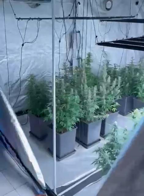 EVİNİ UYUŞTURUCU SERASINA ÇEVİRDİ ADANA'DA POLİS BİR EVE YAPTIĞI BASKINDA ODALARA UYUŞTURUCU SERASI KURULDUĞUNU TESPİT EDİP ŞÜPHELİYİ YAKALADI EVDE YAPILAN ARAMALARDA 74 KÖK HİNT KENEVİRİ ELE GEÇİRİLDİ