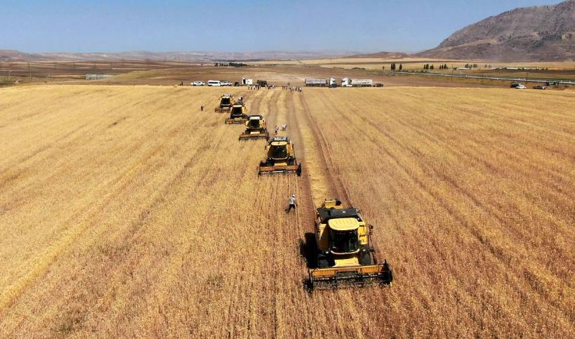 Aydın’da tarım krizi derinleşiyor: "Arazilerin yüzde 70’inde hasat yapılmıyor"