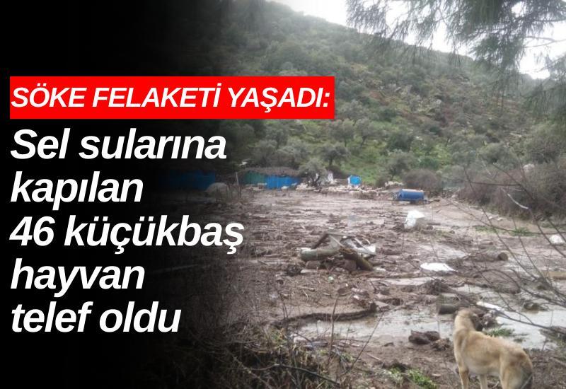 Söke felaketi yaşadı: Sel sularına kapılan 46 küçükbaş hayvan telef oldu