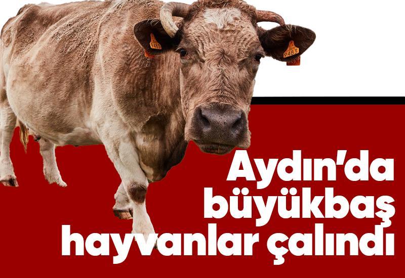 Aydın'da büyükbaş hayvanlar çalındı
