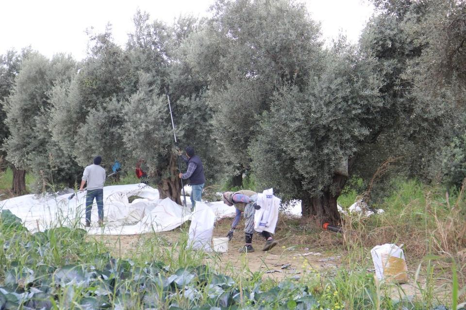 AYDIN'DA ZEYTİN ÜRETİCİSİ ZAMANLA YARIŞIYOR