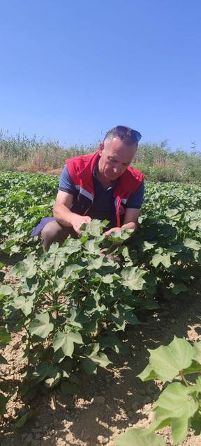 Didim'de pamuk tarlalarında zararlı denetimi