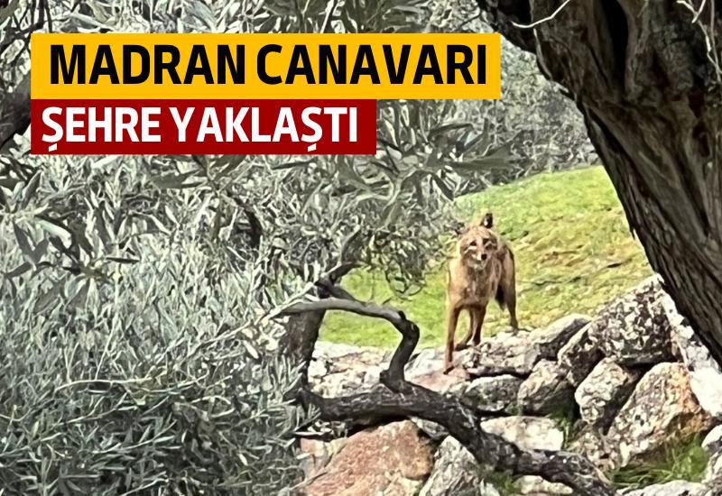 Aydın’ın Yenipazar ve Bozdoğan ilçelerine bağlı Madran Dağı eteklerindeki kırsal mahallelerde küçük ve büyükbaş hayvanları telef eden Madran Canavarı Çine’de de görüldü ve şehir merkezine kadar yaklaştı.