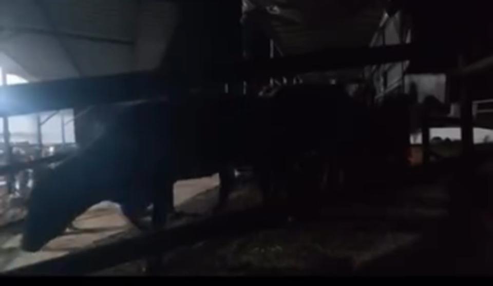 Aydın’da pasaportsuz hayvan sevkiyatına 1,2 milyon TL ceza