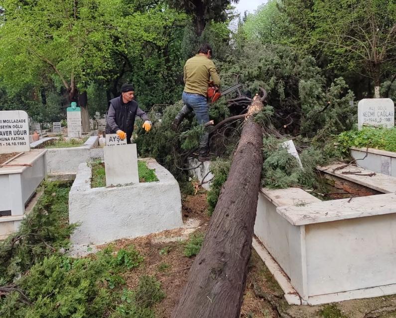 İncirliova'da mezarlıklarda devrilen ağaçlar kaldırılıyor
