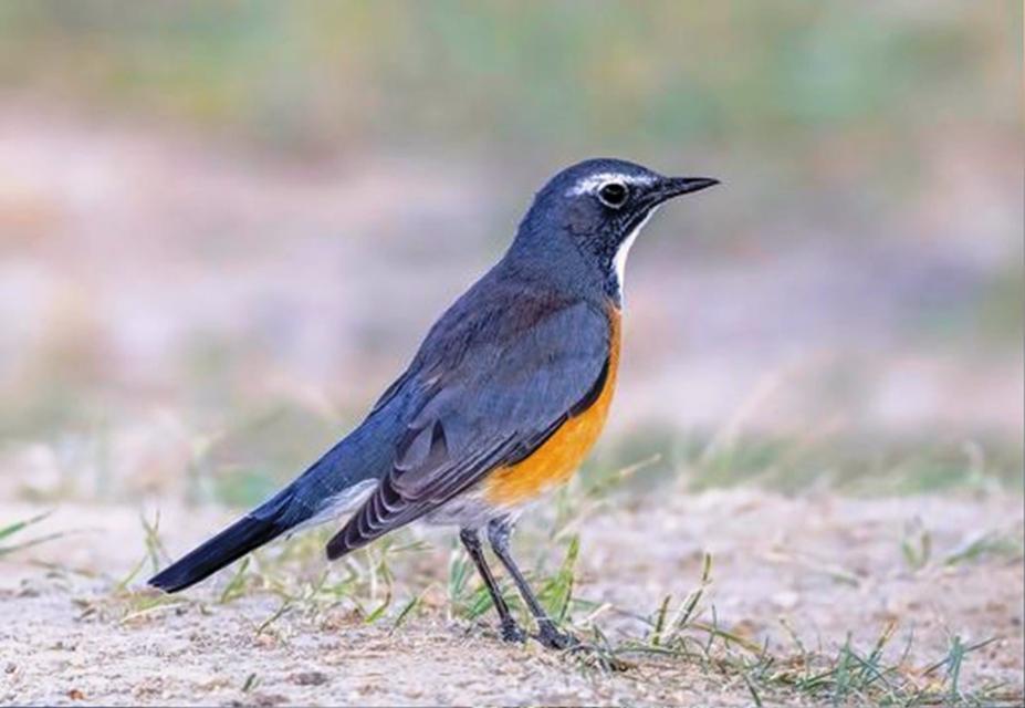 SAVCININ OBJEKTİFİNDEN YABAN HAYATI SAVCININ ÇEKTİĞİ HAYVANLAR ALEMİ VİDEOLARI BELGESELLERİ ARATMIYOR