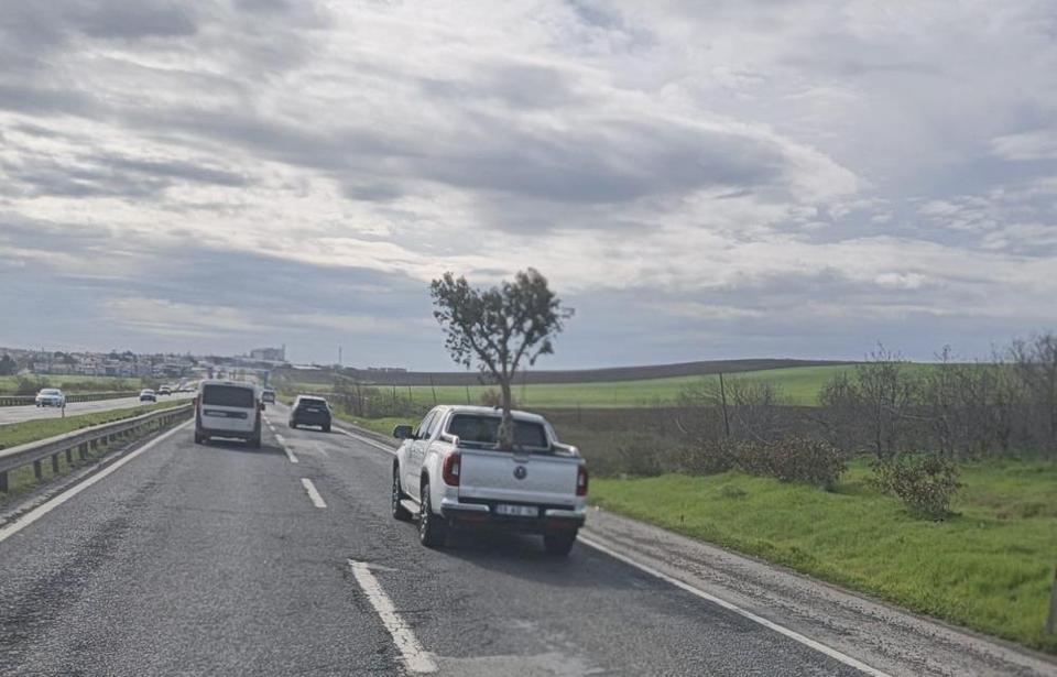 Pikapta zeytin ağacı taşıdılar