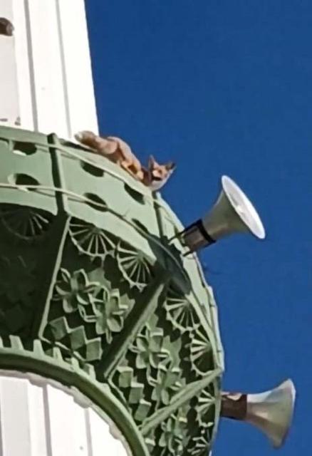 Kuşların peşine takılan tilki minareye çıktı