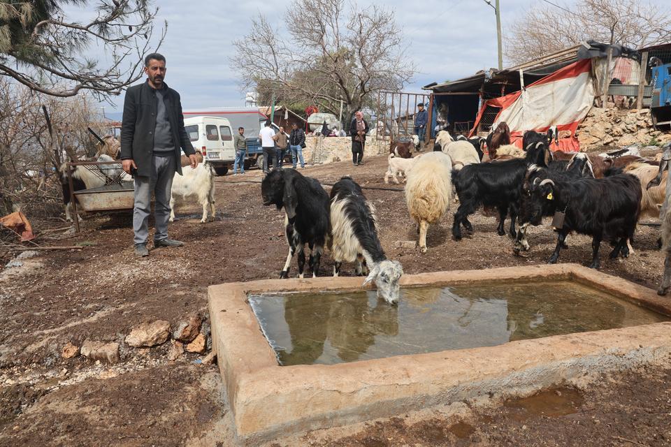 Akaryakıt karıştığı iddia edilen yağmur suyu birikintisinden su içen 43 küçükbaş hayvan telef oldu