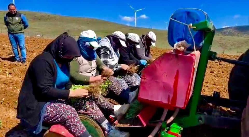 Atıl durumdaki tarım arazilerinde ‘kekik’ ekimine başlandı