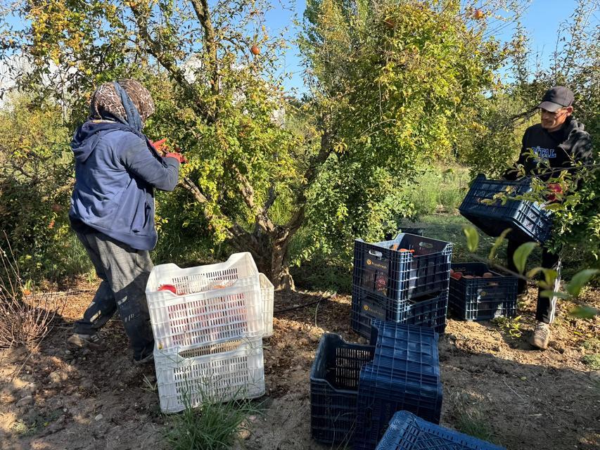 ANTALYA'DA YAĞMUR UYARILARI NAR HASADINI ÖNE ÇEKTİ: TARLADA KİLOSU 15-30 LİRA ARASINDA