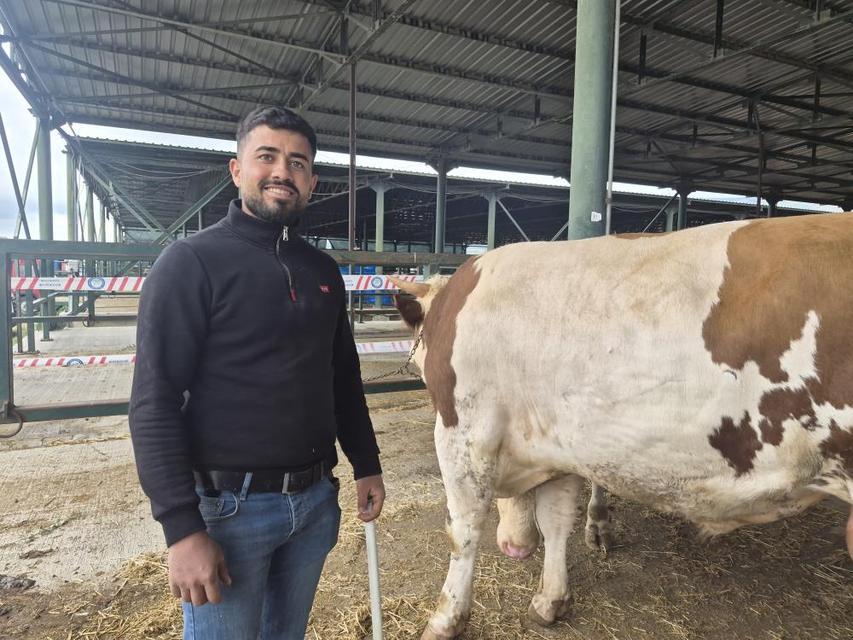 780 kilogramlık dev dana alıcısını bekliyor