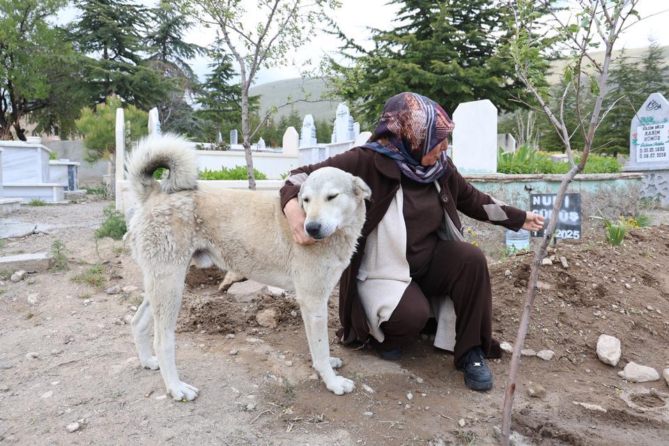 'GARİP'İN VEFASI: ÖLEN SAHİBİNİN MEZARINDAN AYRILMIYOR