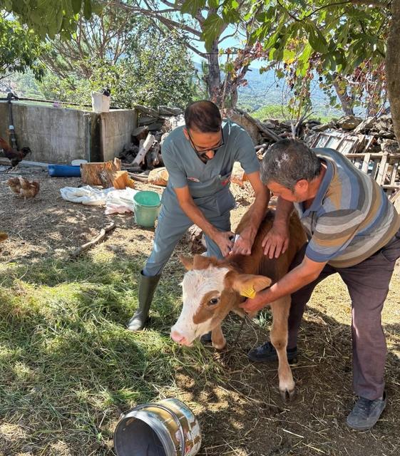 Söke’de şap hastalığı önlemleri devam ediyor