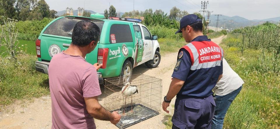 Kuyucak'ta bulunan yaralı leylek doğaya salındı