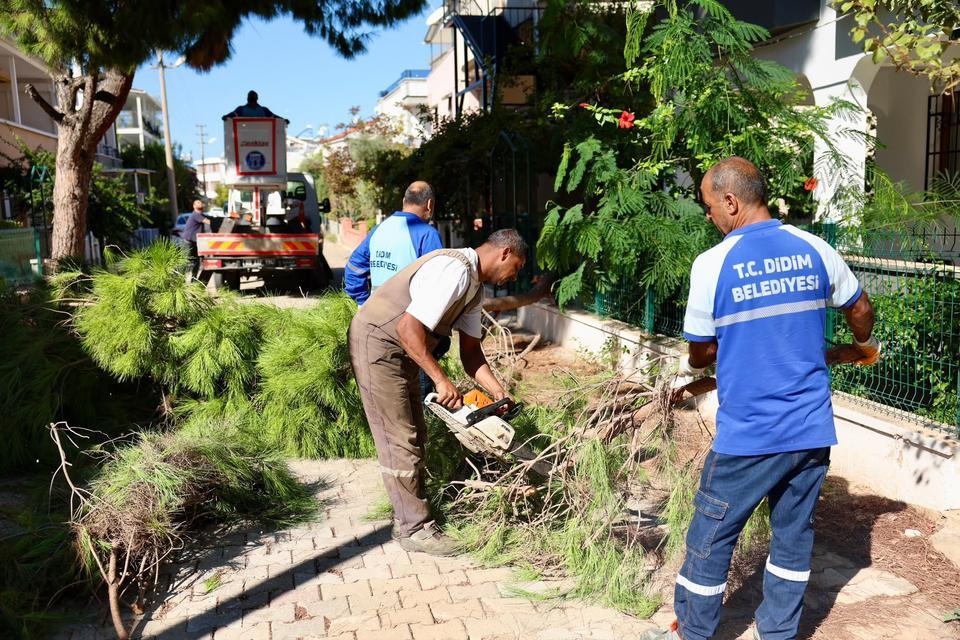 Didim ilçe genelinde budama çalışmaları devam ediyor