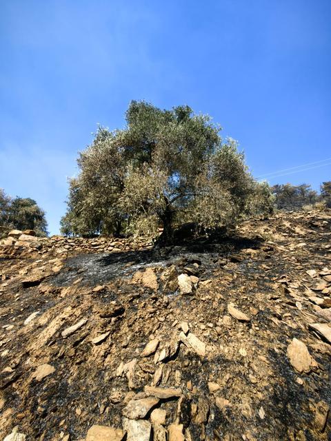 BOZDOĞAN'DA HASAR TESPİT ÇALIŞMALARI BAŞLADI