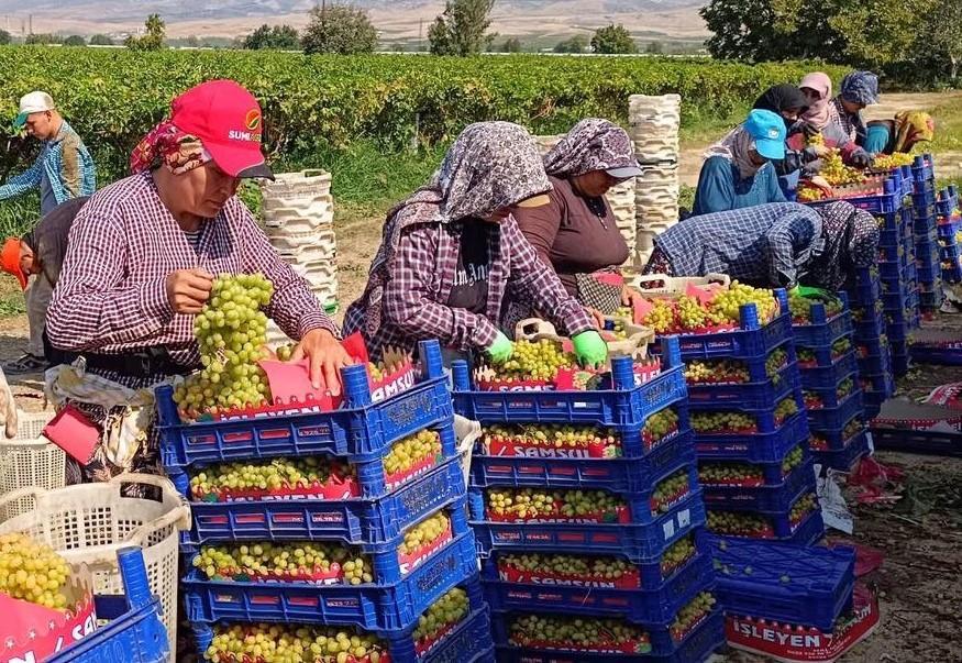 Üzüm hasadı aralıksız sürüyor