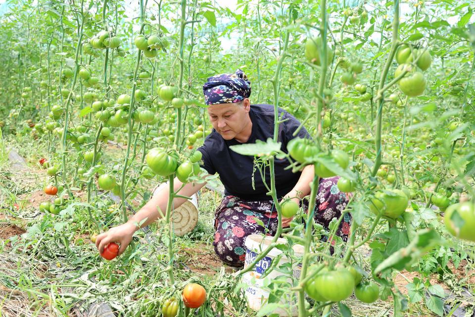 DANGALAK DOMATESİN HASADI BAŞLADI LEZZETİ İLE KAHVALTI SOFRALARININ İLK TERCİHİ