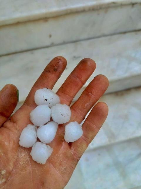 Meteoroloji uyarmıştı: Dolu yağdı, ekinler zarar gördü