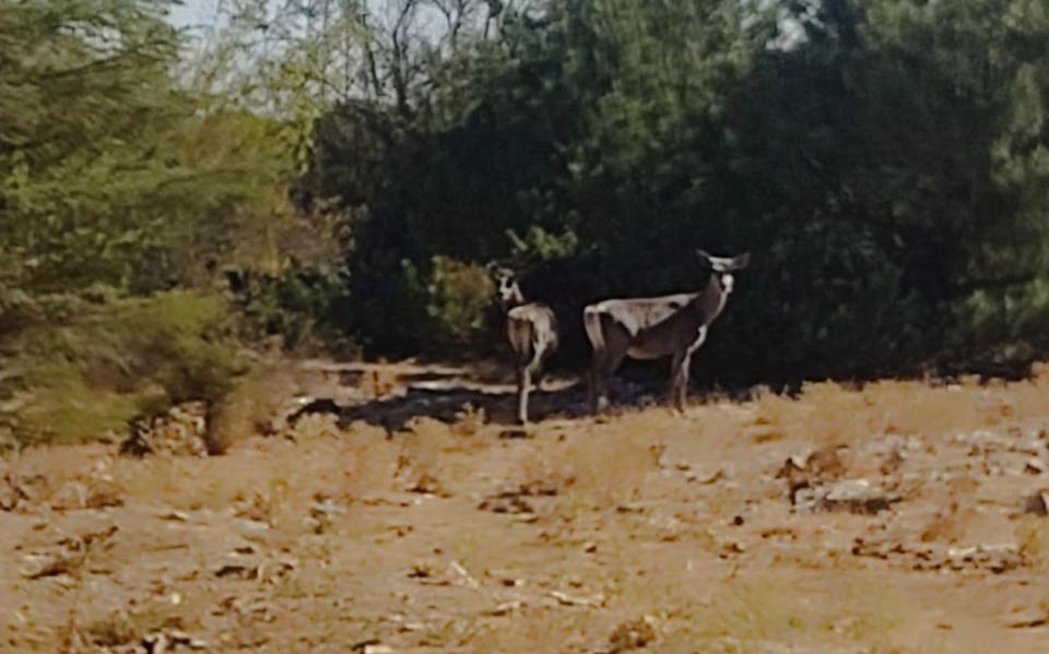 Kızıl geyikler aylar sonra Spil Dağı’nda yeniden görüntülendi