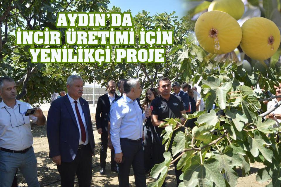Aydın’da incir üretimi için yenilikçi proje