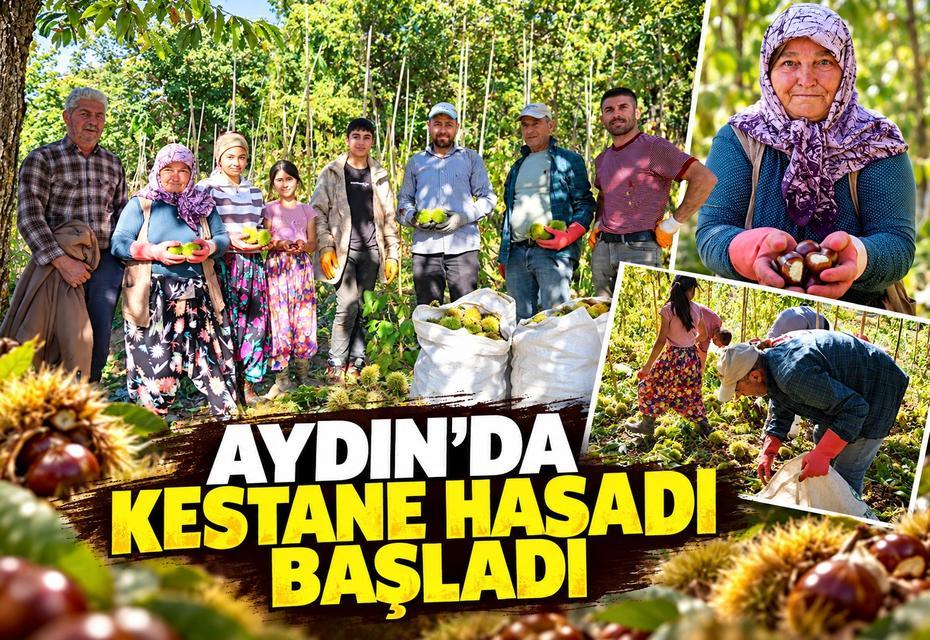 Aydın'da kestane hasadı başladı