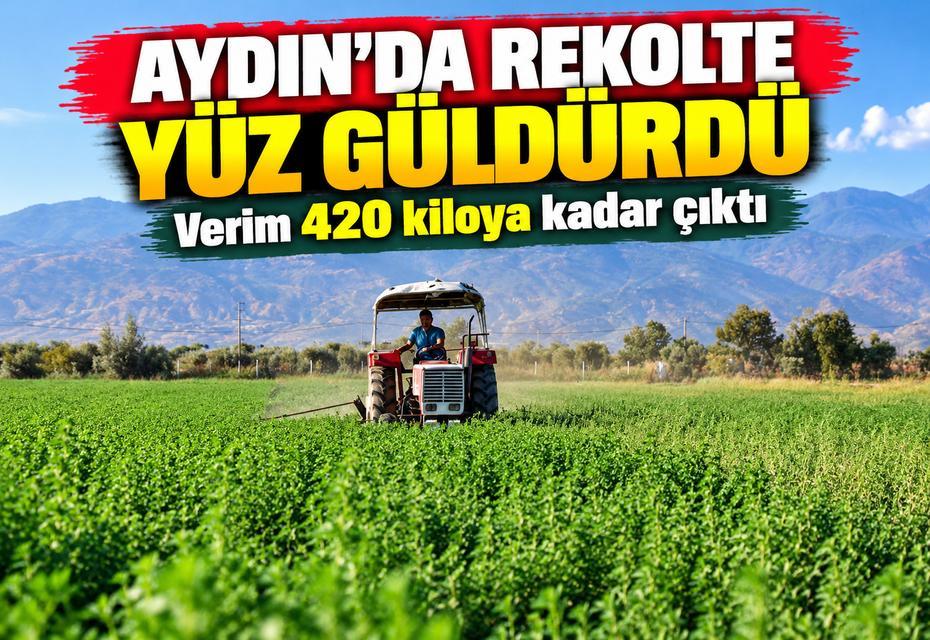 Aydın'da rekolte yüz güldürdü:  Verim 420 kiloya kadar çıktı