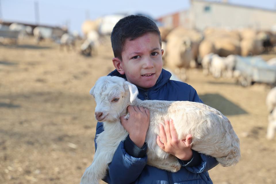 YENİ YILIN KUZULARI DÜNYAYA GELDİ