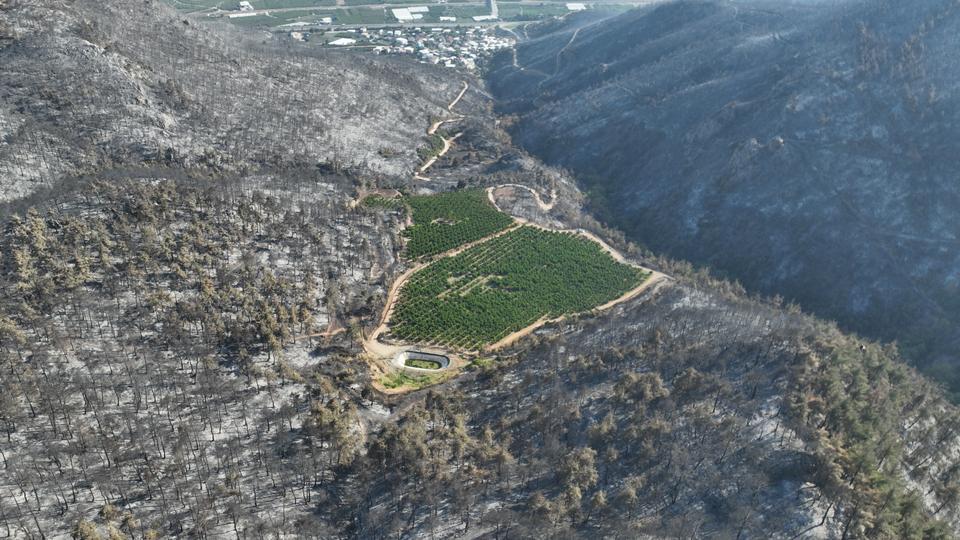 TÜRKİYE'NİN YÜREĞİNİ YAKAN YANGINDA ŞAŞKINA ÇEVİREN GÖRÜNTÜ BURSA'DA 100 HEKTAR KÜLE DÖNDÜ BİR TEK O ALAN YEŞİL KALDI BURSA'NIN GÜRSU İLÇESİNDE 100 HEKTARLIK ORMAN KÜLE DÖNERKEN, ÇİFTÇİNİN GÖZÜ GİBİ BAKTIĞI 25 DÖNÜMLÜK NEKTARIN BAHÇESİ YEMYEŞİL KALDI