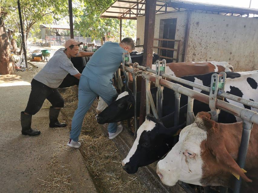 Bozdoğan’da hayvan sağlığı kontrolleri sürüyor