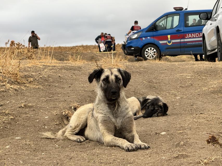 Kavgada öldürülen sahibinin yanından ayrılmadı