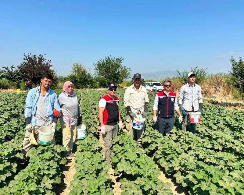 Koçarlı, Aydın'ın bamya üretimindeki liderliğini sürdürüyor
