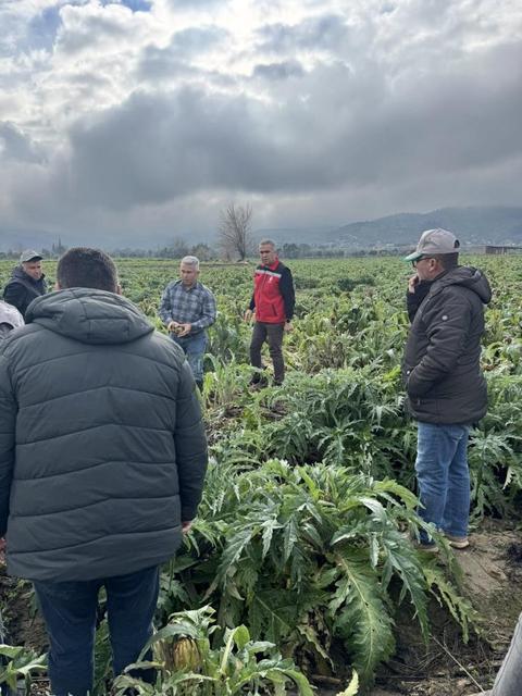Aydın'da enginar tarlaları incelendi, üreticiler, TARSİM hakkında bilgilendirildi