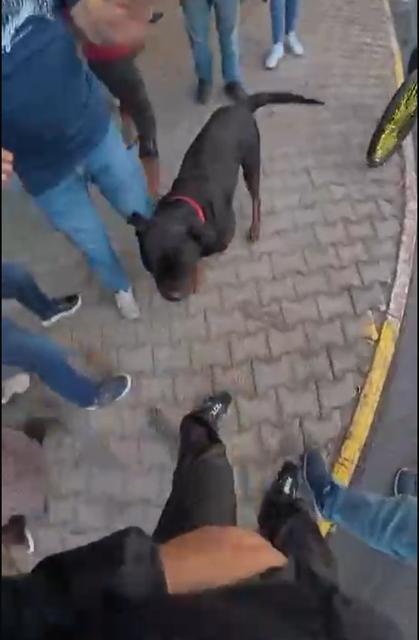 Sokakta ağızlıksız gezdirilen 'Rottweiler' cinsi köpek dehşet saçtı... O anlar kamerada