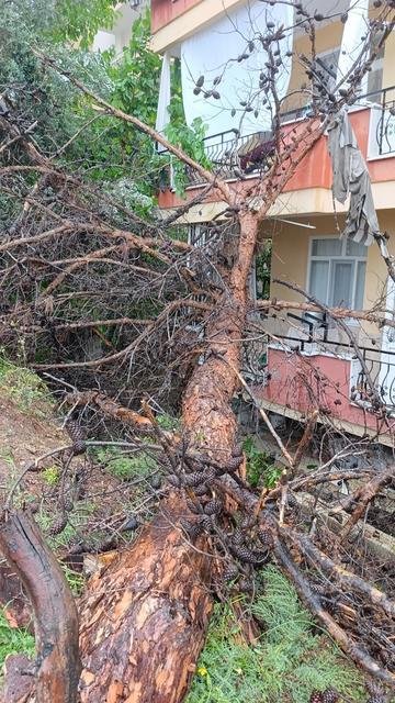 MANAVGAT'TA DEV AĞAÇ BİNANIN ÜZERİNE DEVRİLDİ